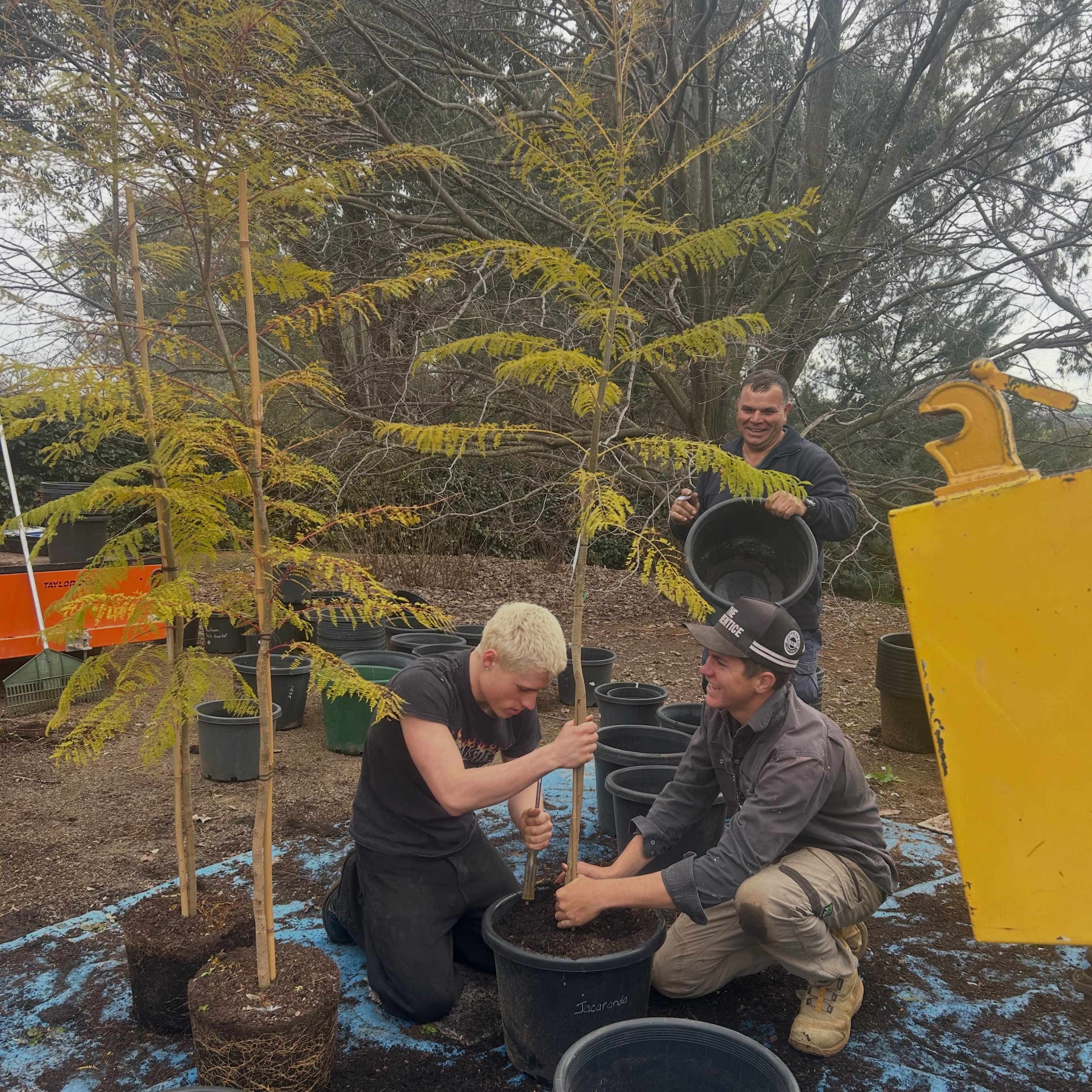 Two of the Golden Glance team potting up young trees in the yard