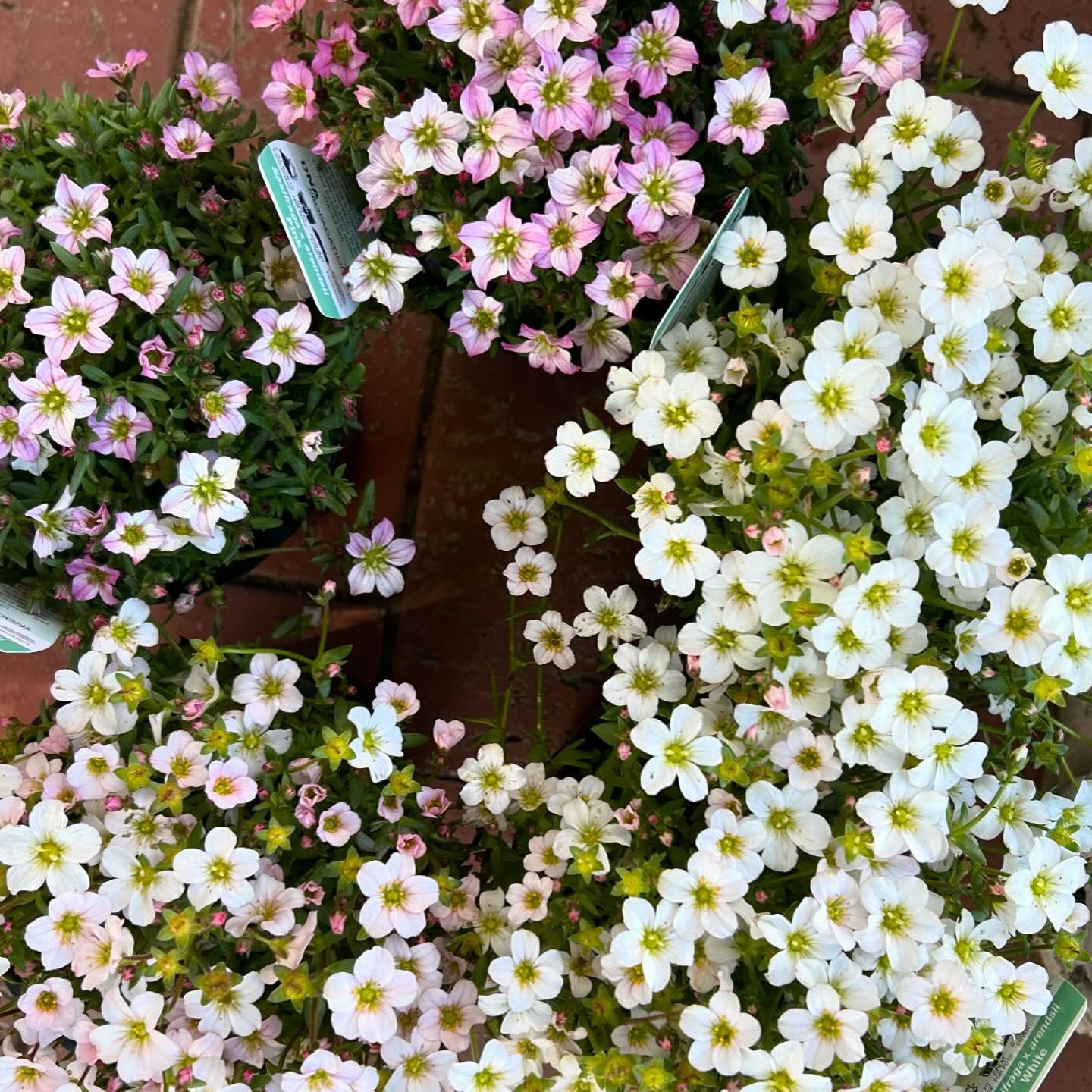 A mass of pink and white flowering plants at the nursery