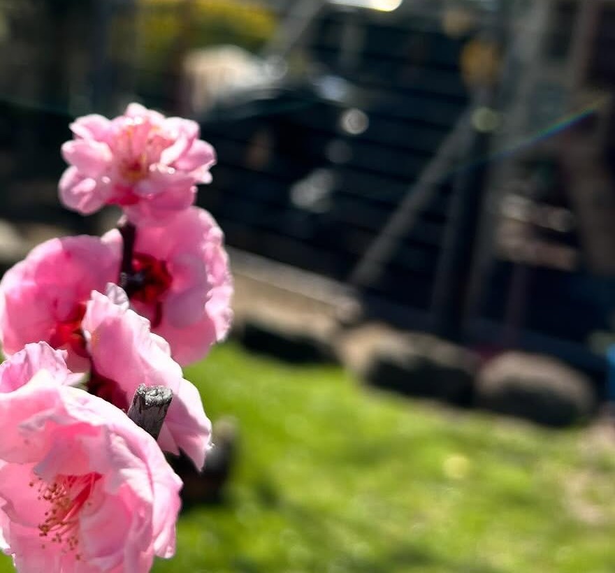 Pink blossom flowering in the nursery yard