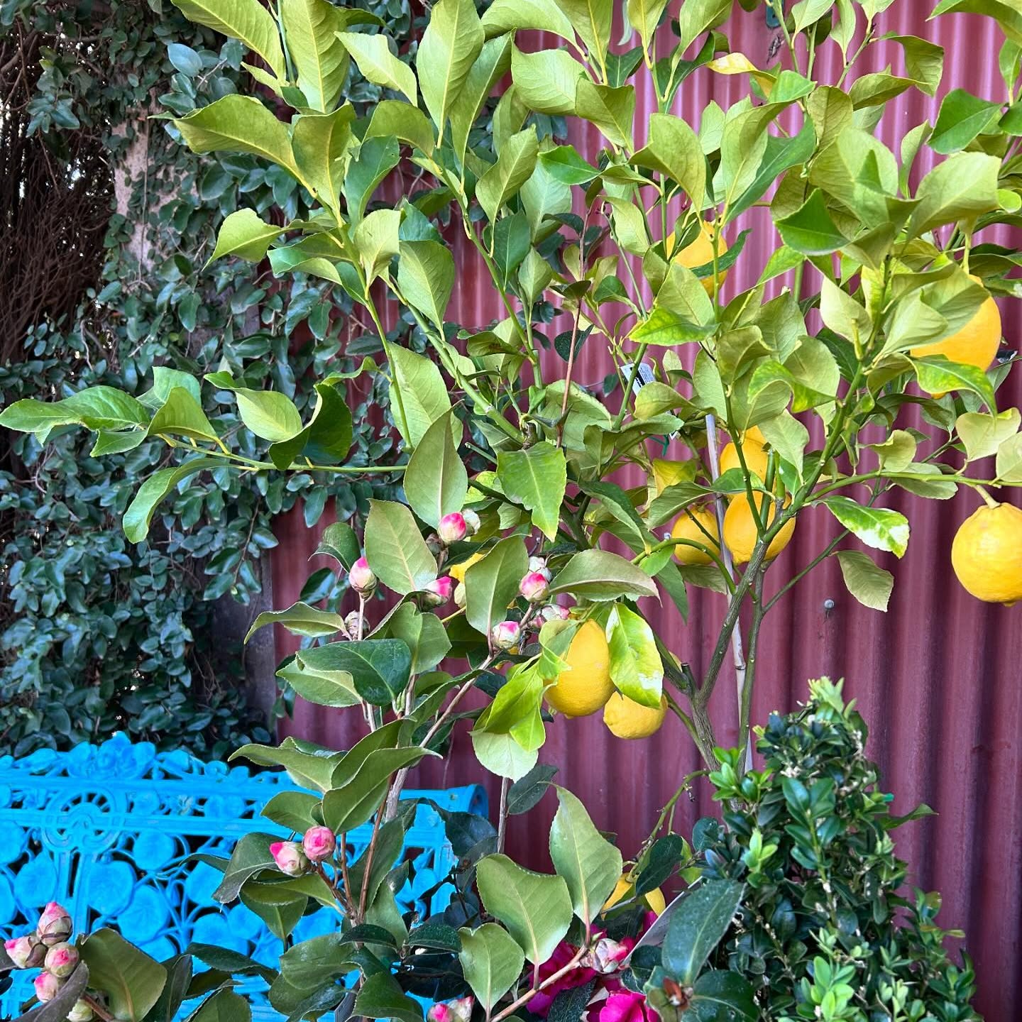 A lemon tree heavy with fruit against red corrugated iron