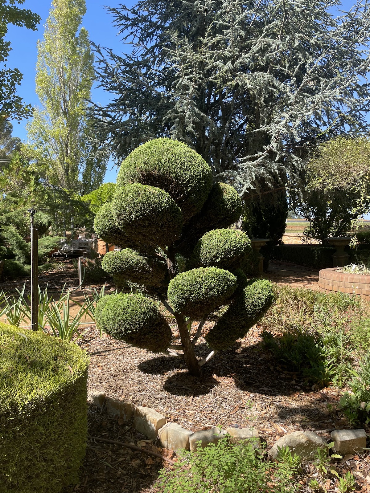 Cloud-pruned topiary tree in the Golden Glance gardens