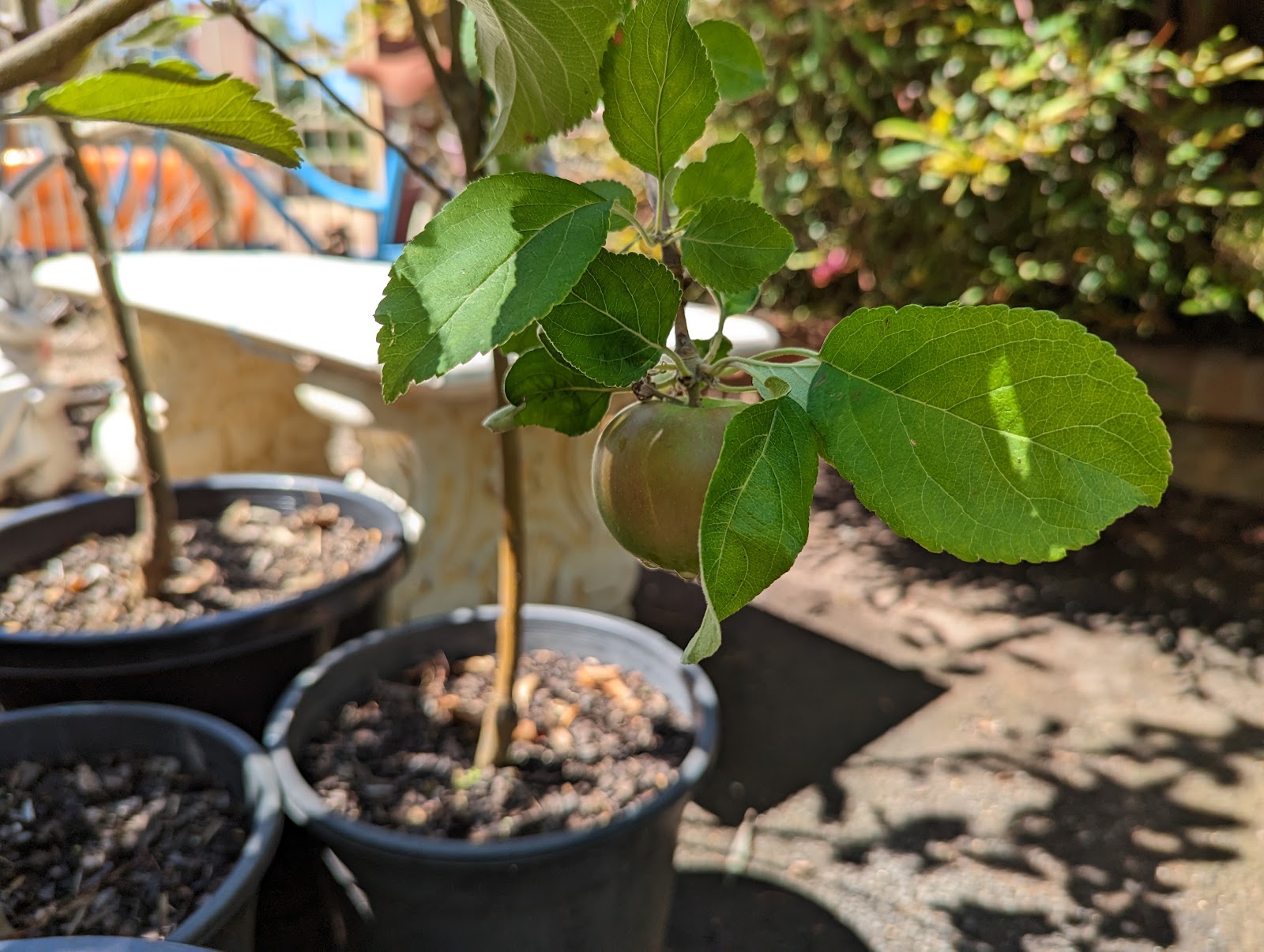 Young fruit trees potted up in black nursery pots