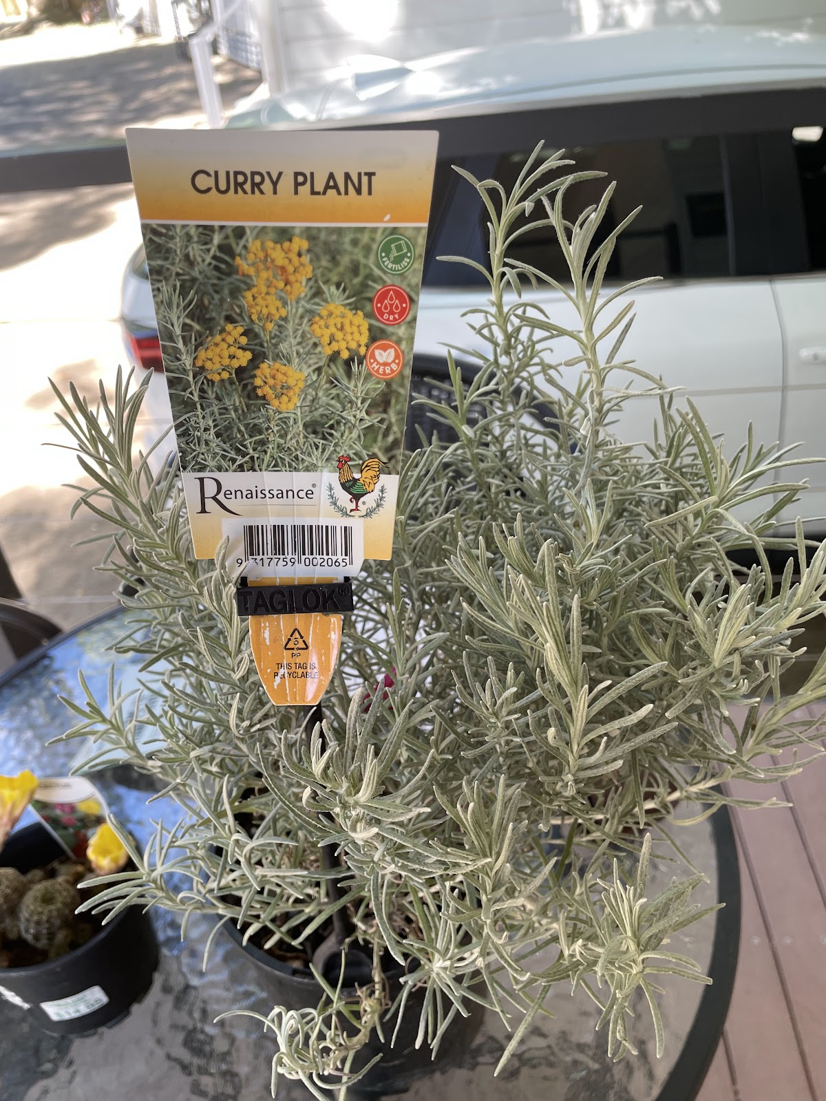 A curry plant with its nursery label on a cafe table