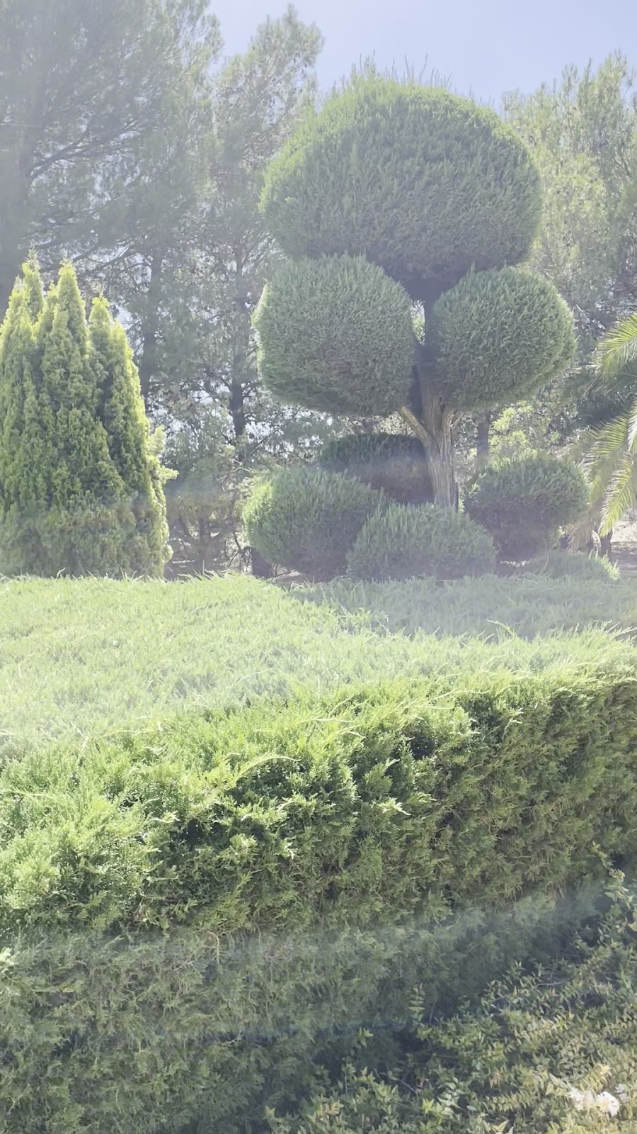 Clipped topiary and soft hedging in the gardens